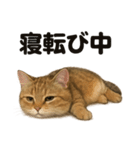 茶トラマンチカン猫｜もふもふ日常（個別スタンプ：6）