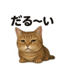 茶トラマンチカン猫｜もふもふ日常（個別スタンプ：7）