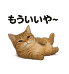 茶トラマンチカン猫｜もふもふ日常（個別スタンプ：8）