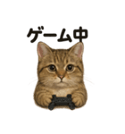 茶トラマンチカン猫｜もふもふ日常（個別スタンプ：9）