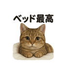 茶トラマンチカン猫｜もふもふ日常（個別スタンプ：11）