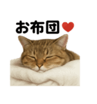 茶トラマンチカン猫｜もふもふ日常（個別スタンプ：13）