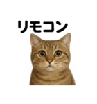 茶トラマンチカン猫｜もふもふ日常（個別スタンプ：14）
