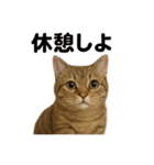 茶トラマンチカン猫｜もふもふ日常（個別スタンプ：16）