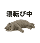 スコティッシュホールド猫のもふもふ日常（個別スタンプ：5）