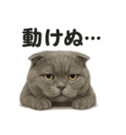 スコティッシュホールド猫のもふもふ日常（個別スタンプ：6）