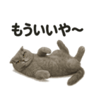 スコティッシュホールド猫のもふもふ日常（個別スタンプ：8）