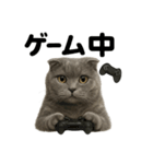 スコティッシュホールド猫のもふもふ日常（個別スタンプ：10）