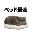 スコティッシュホールド猫のもふもふ日常（個別スタンプ：11）