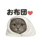 スコティッシュホールド猫のもふもふ日常（個別スタンプ：12）