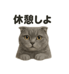 スコティッシュホールド猫のもふもふ日常（個別スタンプ：13）