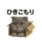 スコティッシュホールド猫のもふもふ日常（個別スタンプ：14）