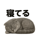 スコティッシュホールド猫のもふもふ日常（個別スタンプ：15）