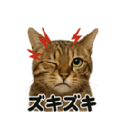 リアルなベンガル猫の感情表現スタンプ（個別スタンプ：11）
