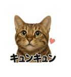 リアルなベンガル猫の感情表現スタンプ（個別スタンプ：12）