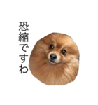 たんぽぽ日記ネオフュージョン（個別スタンプ：1）