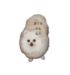 たんぽぽ日記ネオフュージョン（個別スタンプ：5）