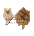 たんぽぽ日記ネオフュージョン（個別スタンプ：7）