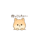 甘え上手なポメちゃん（個別スタンプ：1）