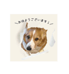 コーギーとコザクラインコのスタンプ（個別スタンプ：1）