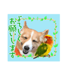 コーギーとコザクラインコのスタンプ（個別スタンプ：3）