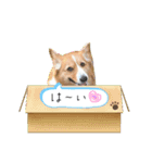 コーギーとコザクラインコのスタンプ（個別スタンプ：4）