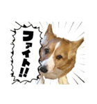 コーギーとコザクラインコのスタンプ（個別スタンプ：6）