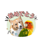 コーギーとコザクラインコのスタンプ（個別スタンプ：7）