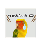 コーギーとコザクラインコのスタンプ（個別スタンプ：9）