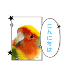 コーギーとコザクラインコのスタンプ（個別スタンプ：10）