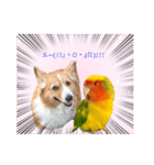 コーギーとコザクラインコのスタンプ（個別スタンプ：14）