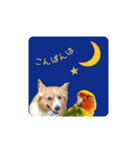 コーギーとコザクラインコのスタンプ（個別スタンプ：15）