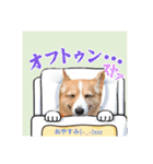 コーギーとコザクラインコのスタンプ（個別スタンプ：16）