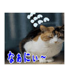 ねこかぞく 日本語（個別スタンプ：1）