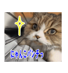 ねこかぞく 日本語（個別スタンプ：2）