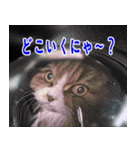 ねこかぞく 日本語（個別スタンプ：4）