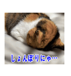 ねこかぞく 日本語（個別スタンプ：5）
