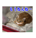 ねこかぞく 日本語（個別スタンプ：6）