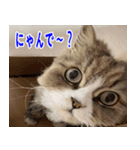 ねこかぞく 日本語（個別スタンプ：7）