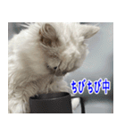 ねこかぞく 日本語（個別スタンプ：8）