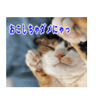 ねこかぞく 日本語（個別スタンプ：9）