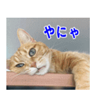 ねこかぞく 日本語（個別スタンプ：10）