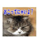 ねこかぞく 日本語（個別スタンプ：11）