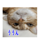 ねこかぞく 日本語（個別スタンプ：12）