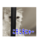 ねこかぞく 日本語（個別スタンプ：14）