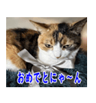 ねこかぞく 日本語（個別スタンプ：15）