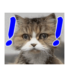 ねこかぞく 日本語（個別スタンプ：16）