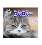 ねこかぞく 日本語（個別スタンプ：18）