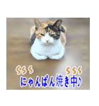 ねこかぞく 日本語（個別スタンプ：19）