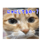 ねこかぞく 日本語（個別スタンプ：20）